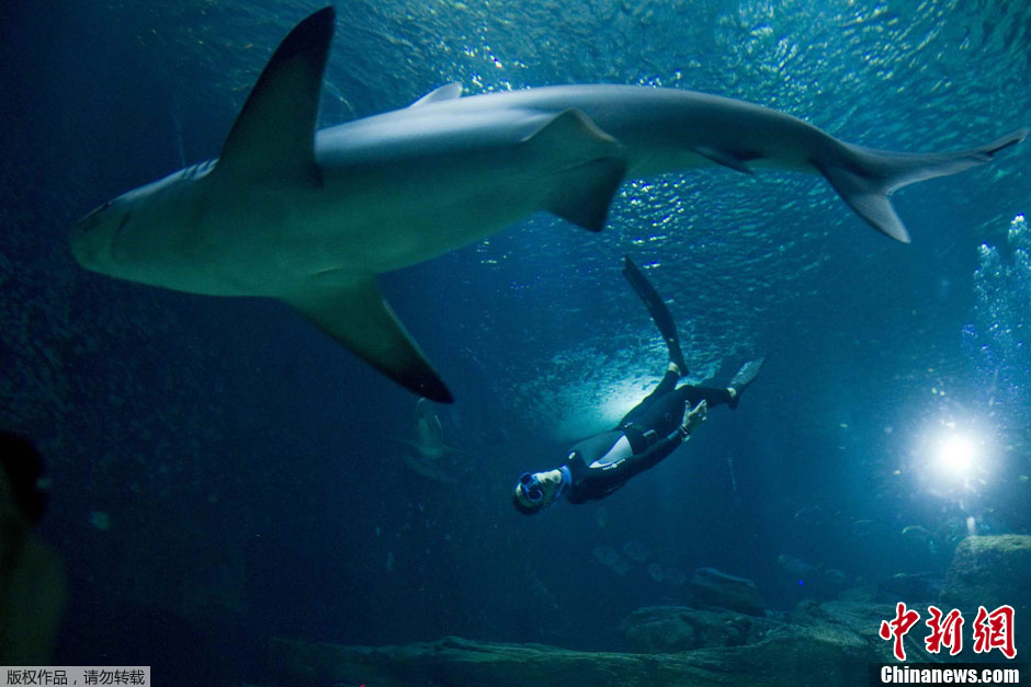 Le français Pierre Frolla nage en apnée avec des requins (3)