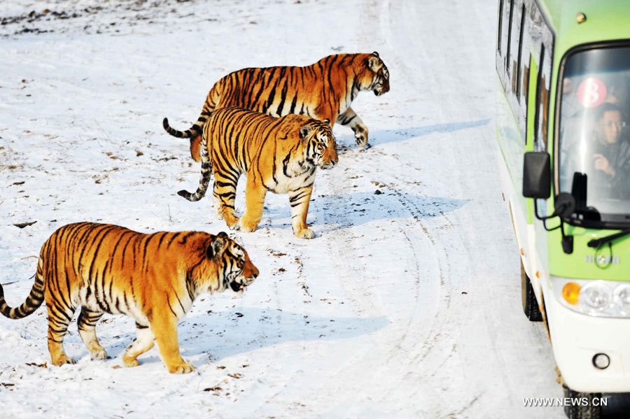 Chine: naissance de 91 tigres de Sibérie dans un parc d'élevage au Heilongjiang  (4)