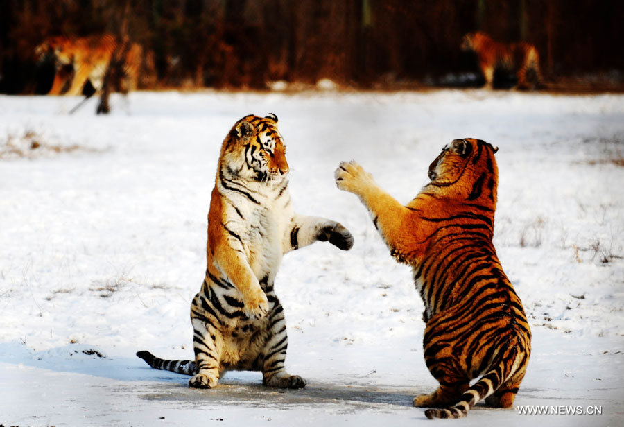 Chine: naissance de 91 tigres de Sibérie dans un parc d'élevage au Heilongjiang  (2)