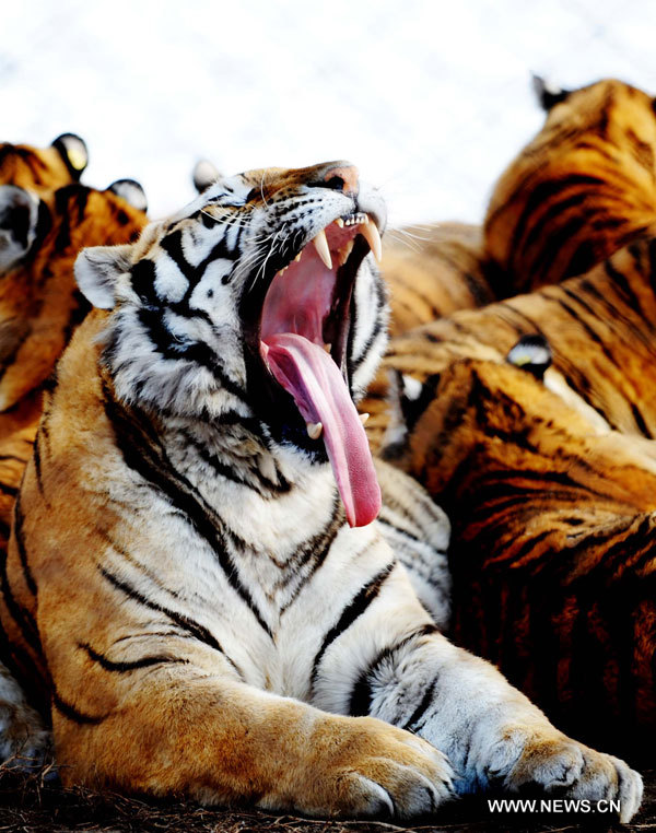 Chine: naissance de 91 tigres de Sibérie dans un parc d'élevage au Heilongjiang  (3)