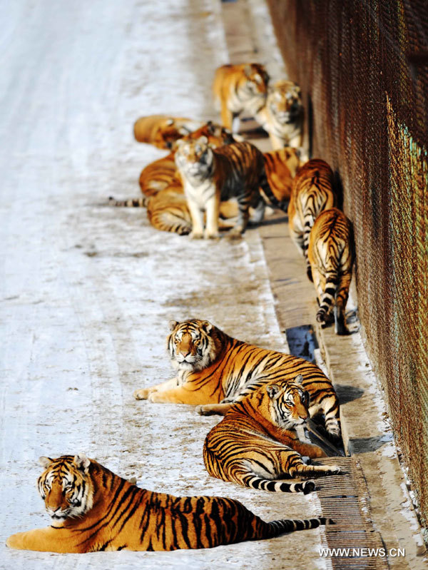 Chine: naissance de 91 tigres de Sibérie dans un parc d'élevage au Heilongjiang  (5)