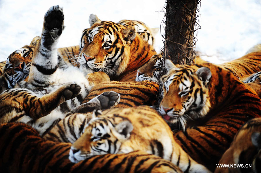 Chine: naissance de 91 tigres de Sibérie dans un parc d'élevage au Heilongjiang 
