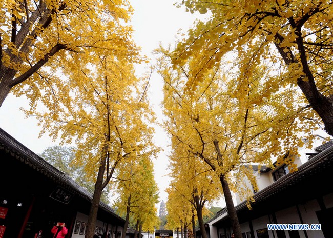 Paysage d'automne à Suzhou  (2)