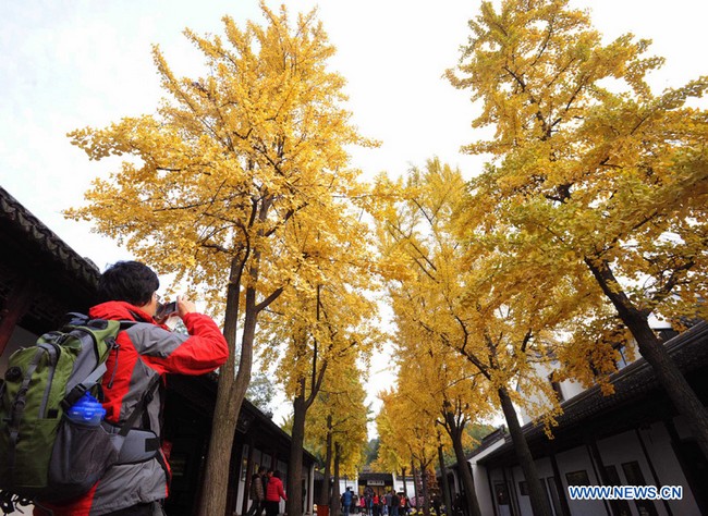 Paysage d'automne à Suzhou  (3)