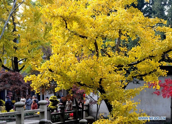 Paysage d'automne à Suzhou  (4)
