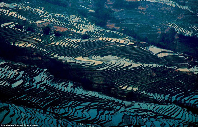 Les splendides rizières en terrasses du Yunnan (4)