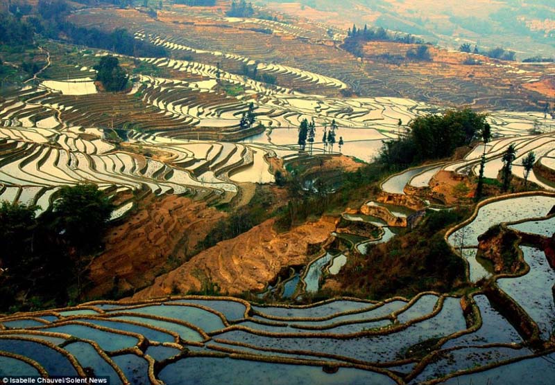 Les splendides rizières en terrasses du Yunnan (3)