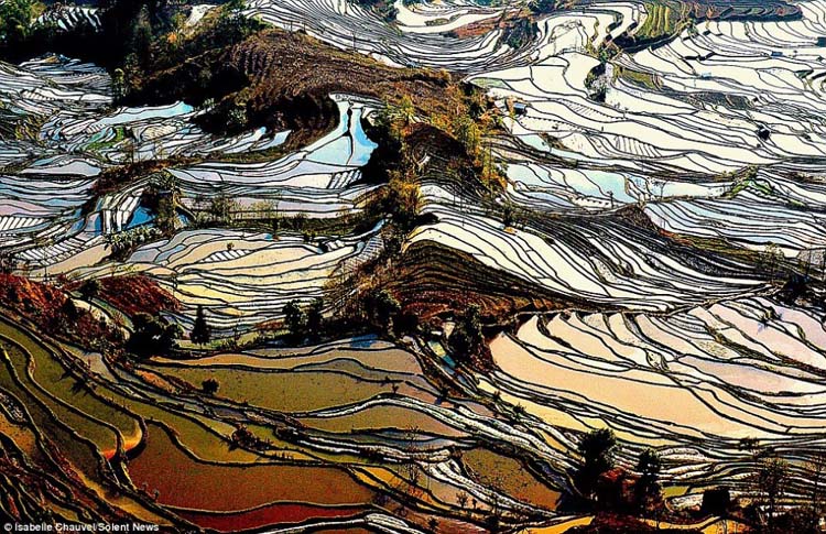 Les splendides rizières en terrasses du Yunnan (2)
