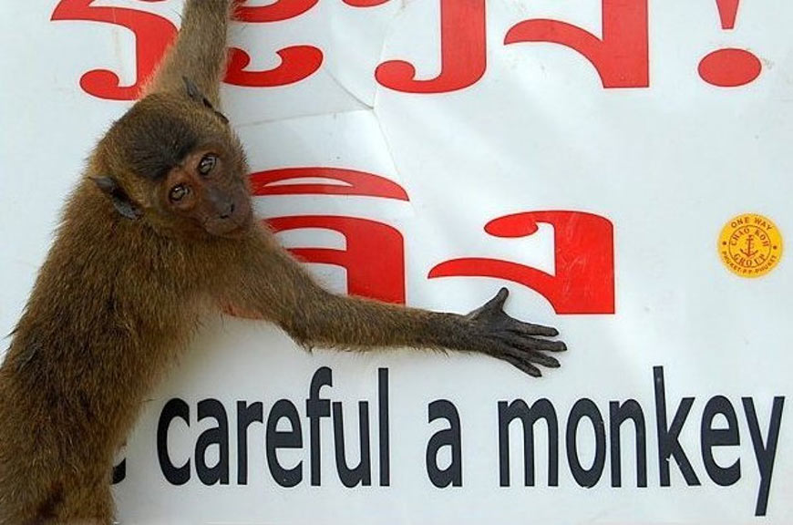 Un singe sur le panneau « Be careful a monkey ».