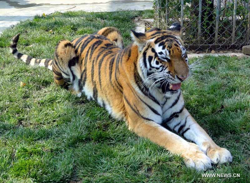 Un tigre du Zoo de Suzhou, ville de la province orientale du Jiangsu, le 24 novembre 2012.