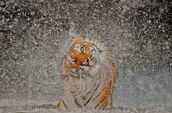 Galerie : meilleures photos du concours National Geographic 2012 (17)