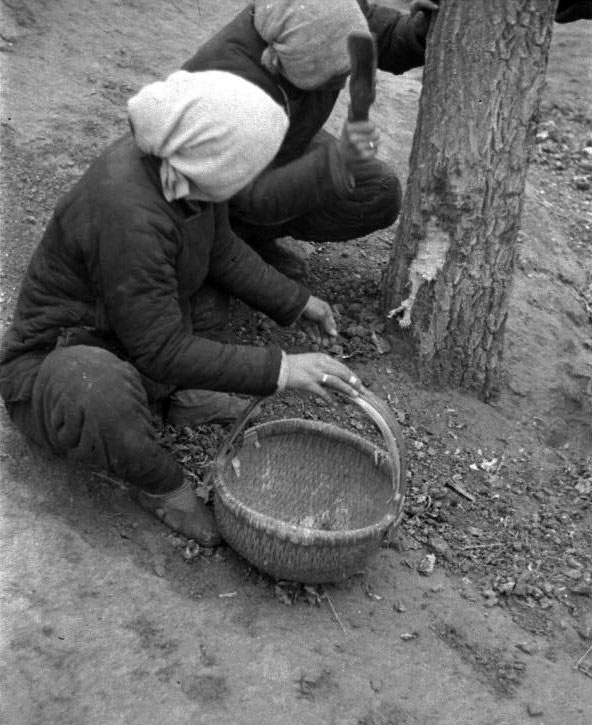 Photo prise entre les années 1942 et 1943 montrant ici deux femmes affamées en train d'enlever l'écorce d'un arbre.