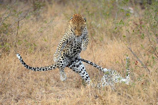 Un léopard des neiges en Afrique du Sud danse le "Gangnam Style" (5)