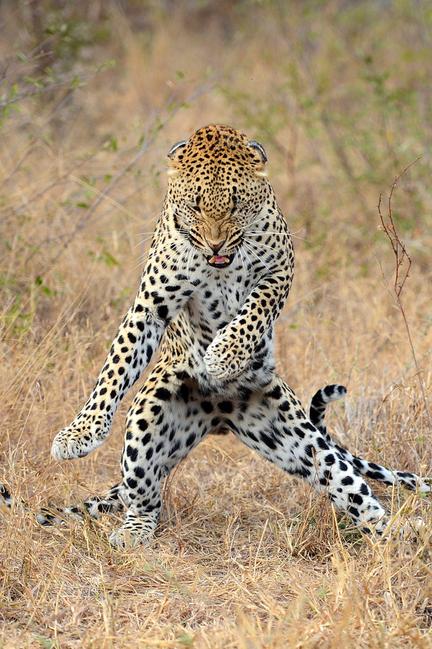 Un léopard des neiges en Afrique du Sud danse le "Gangnam Style" (3)