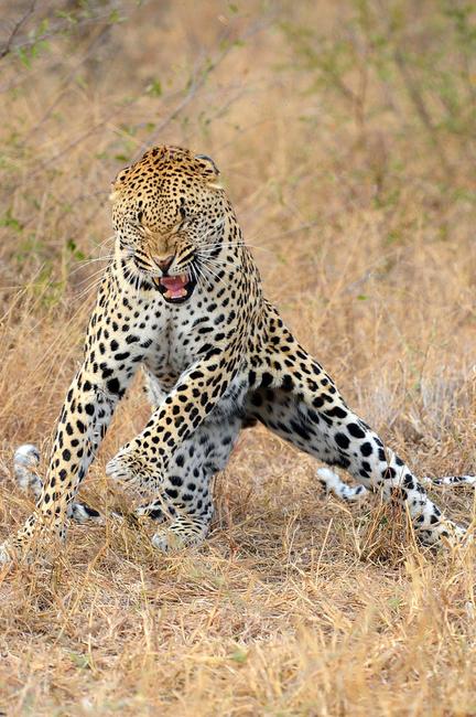 Un léopard des neiges en Afrique du Sud danse le "Gangnam Style" (4)