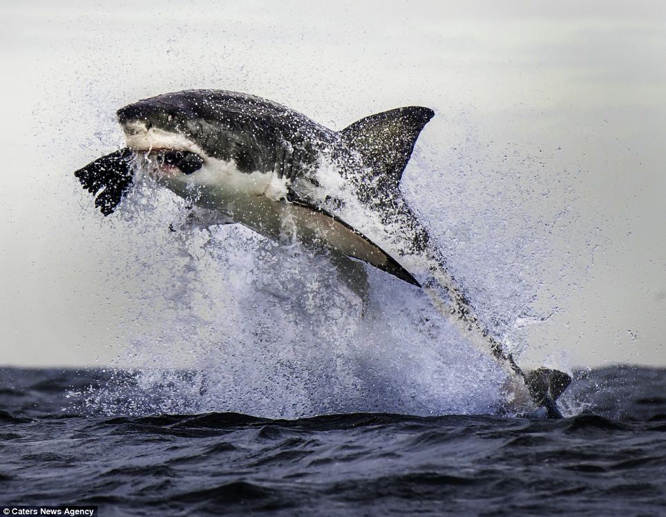 Un grand requin blanc attrape en plein vol un phoque! (2)