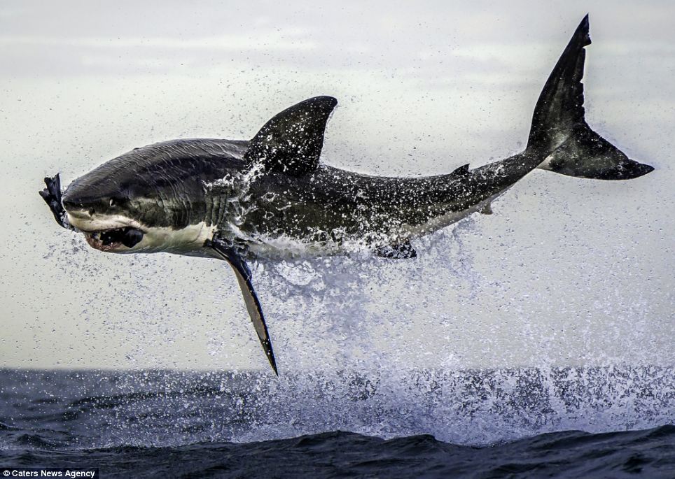 Un grand requin blanc attrape en plein vol un phoque!