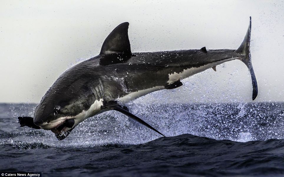Un grand requin blanc attrape en plein vol un phoque! (3)