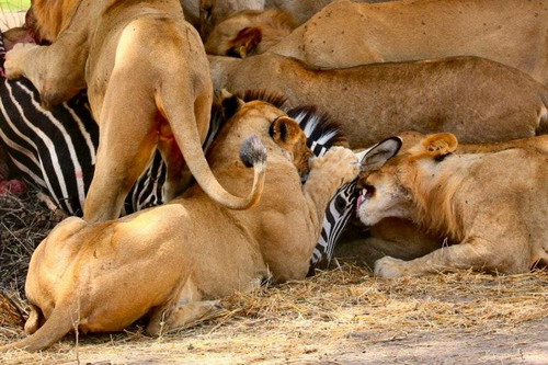 Cruel ! Des lions déchirent un zèbre en 40 minutes (7)