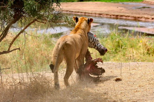 Cruel ! Des lions déchirent un zèbre en 40 minutes (11)