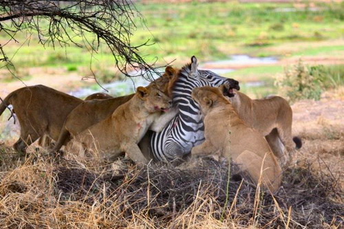 Cruel ! Des lions déchirent un zèbre en 40 minutes (6)