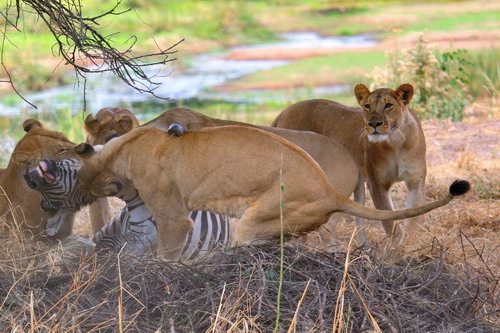 Cruel ! Des lions déchirent un zèbre en 40 minutes (4)