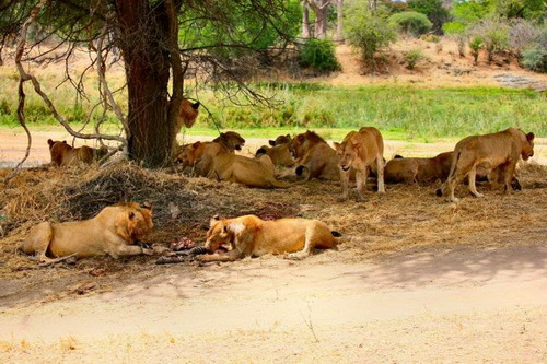 Cruel ! Des lions déchirent un zèbre en 40 minutes (15)