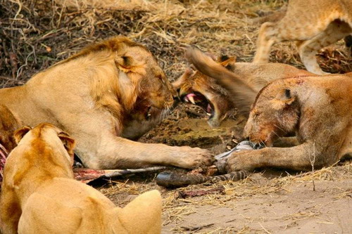 Cruel ! Des lions déchirent un zèbre en 40 minutes (19)