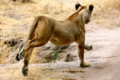 Cruel ! Des lions déchirent un zèbre en 40 minutes (2)