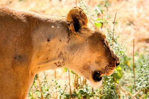 Cruel ! Des lions déchirent un zèbre en 40 minutes