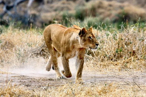 Cruel ! Des lions déchirent un zèbre en 40 minutes (10)