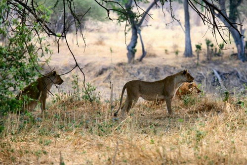 Cruel ! Des lions déchirent un zèbre en 40 minutes (17)