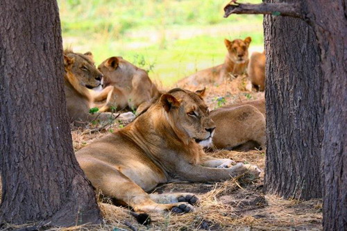 Cruel ! Des lions déchirent un zèbre en 40 minutes (14)