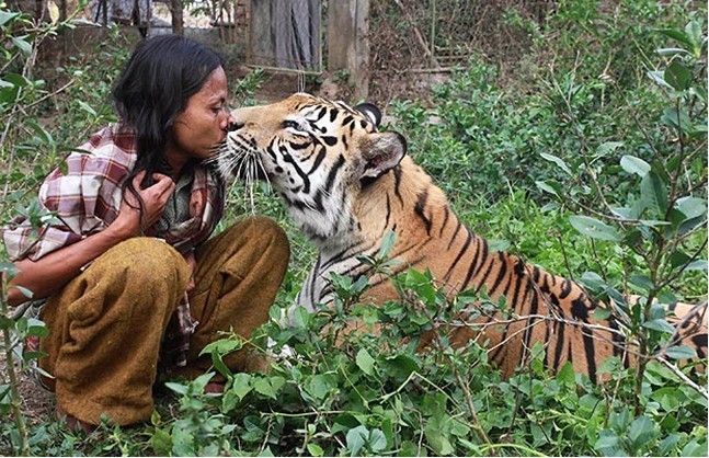 Quand l'Odyssée de Pi devient réalité : un Indonésien vit avec une tigresse