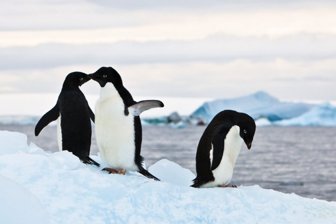 Antarctique : les paysages féériques du bout du monde (8)