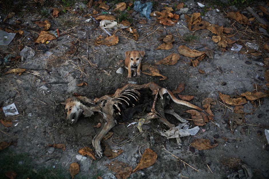 Le 6 novembre 2012 dans le quartier de Pikesake à l'est de Kyaukphyu au Myanmar, un petit chien à côté du cadavre de sa mère. REUTERS / Minzayar