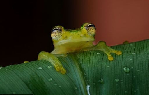 Extraordinaire! Une grenouille de verre à Costa Rica (4)