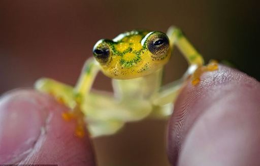 Extraordinaire! Une grenouille de verre à Costa Rica