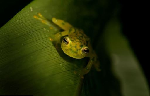 Extraordinaire! Une grenouille de verre à Costa Rica (5)