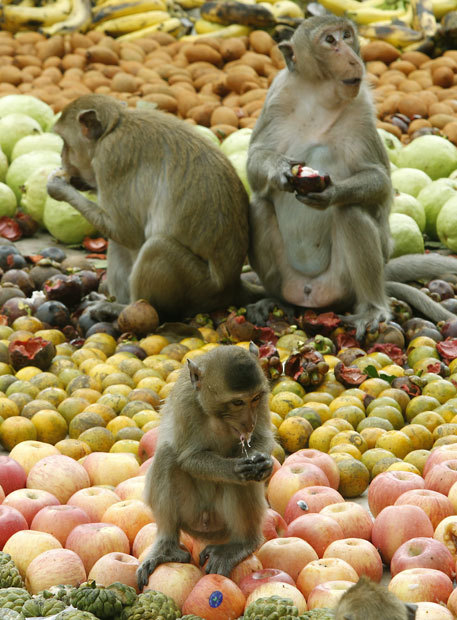 Thaïlande : un gala de fruits pour remercier les singes (13)