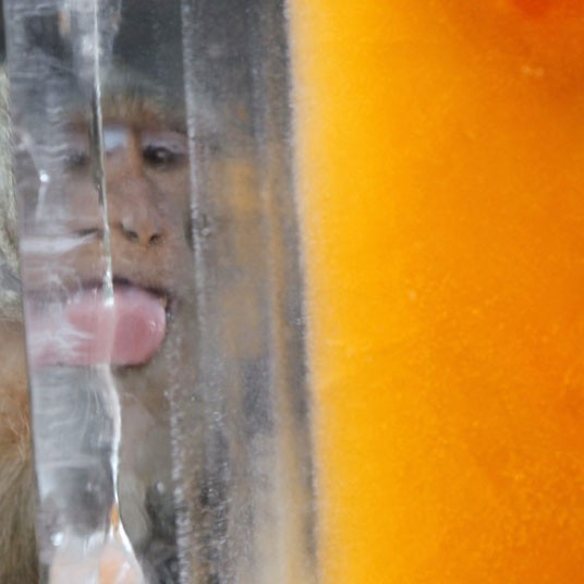 Un singe ne cesse de lécher la glace pour obtenir les fruits qui se trouvant à l'intérieur