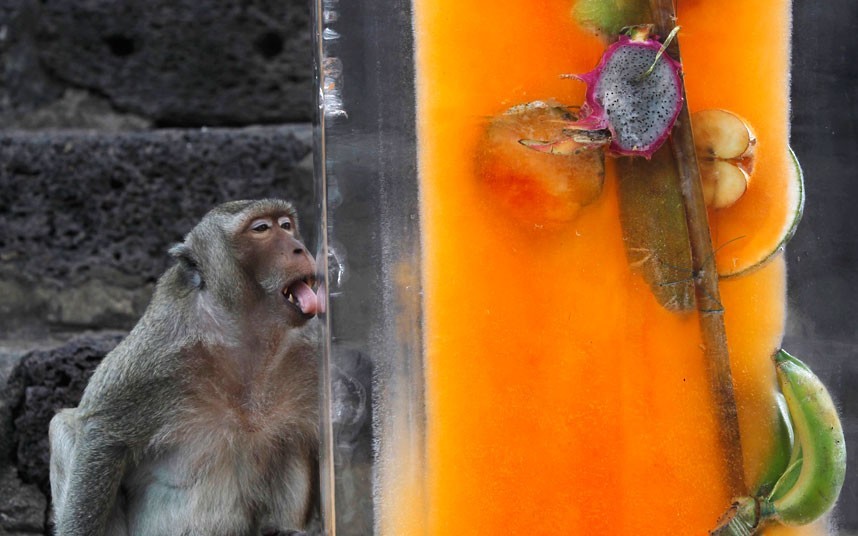 Un singe ne cesse de lécher la glace pour obtenir les fruits qui se trouvant à l'intérieur