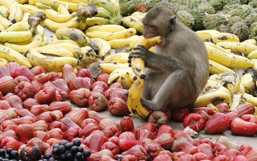 Thaïlande : un gala de fruits pour remercier les singes (5)