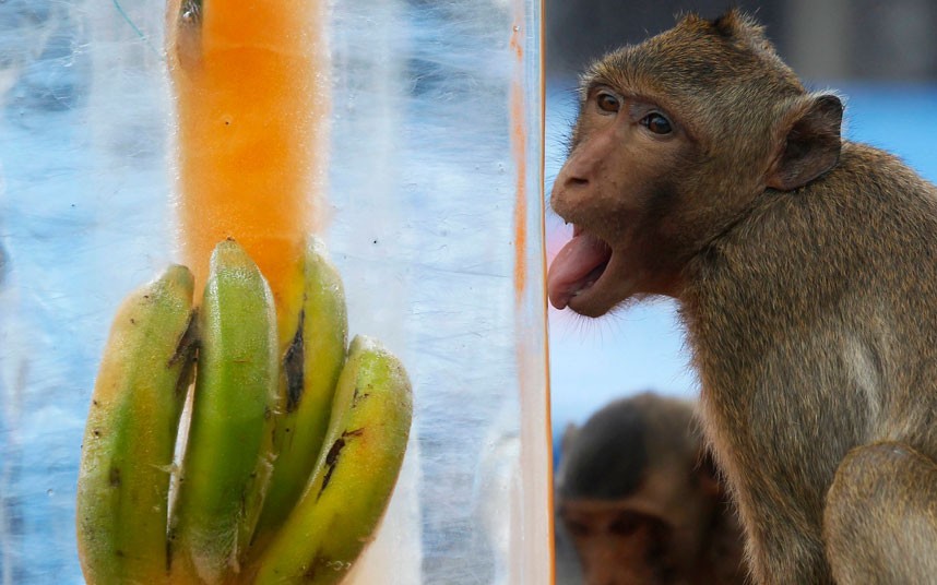 Un singe lèche un grand morceau de glace au coeur duquel se trouvent des bananes et du jus de fruit.