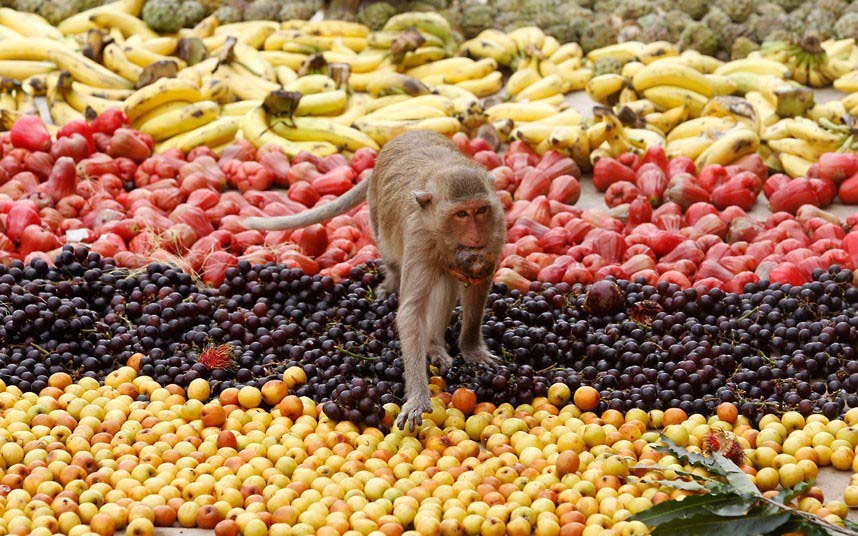 Thaïlande : un gala de fruits pour remercier les singes