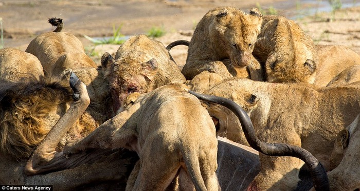 Des lions d'Afrique du Sud chassent un antilope (5)