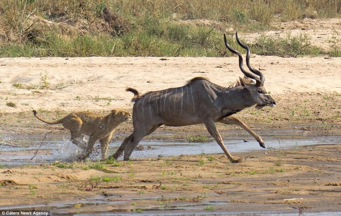 Des lions d'Afrique du Sud chassent un antilope (2)