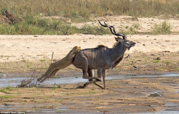 Des lions d'Afrique du Sud chassent un antilope (3)
