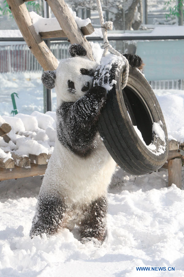 Chine : les animaux d'un zoo du Shandong jouent dans la neige (3)