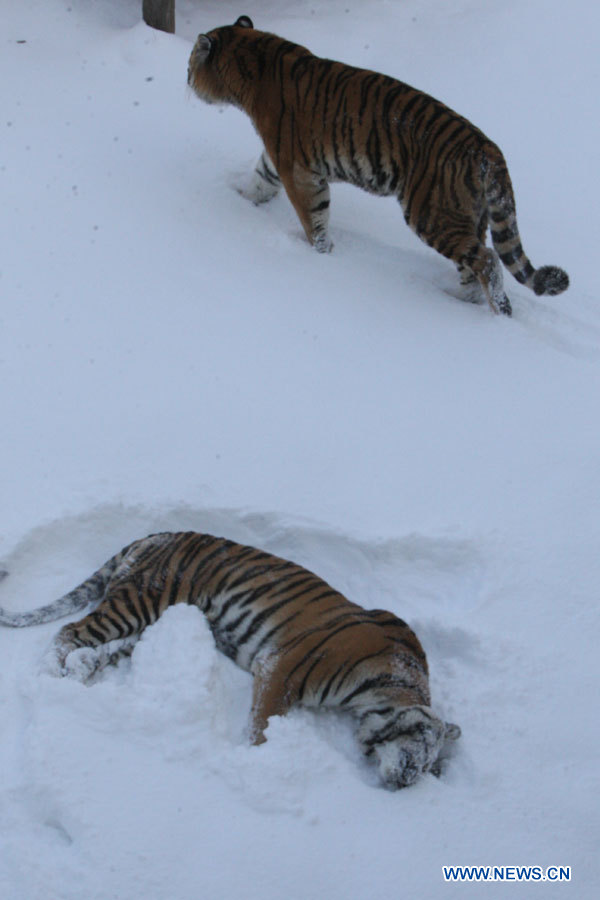 Chine : les animaux d'un zoo du Shandong jouent dans la neige (2)